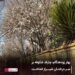 بهار زودهنگام در شیراز