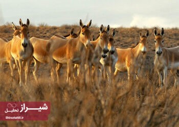 به مناسبت 3 مارس (12 اسفندماه) روز جهانی حیات وحش فارس زیستگاه گونه های در حال انقراض گیاهی و جانوری 1 روز جهانی حیات وحش