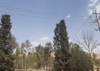 میراث اداره برق، برای کلانشهر مدرن شیراز 1 قطع درختان شیراز