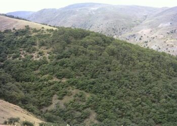 آفت پروانه برگخوار به جان ۵۰هکتار از جنگلهای بلوط استان فارس افتاد 1 آفت پروانه برگخوار به جان ۵۰هکتار از جنگلهای بلوط استان فارس افتاد