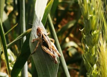 ملخ های مراکشی به دریاچه پریشان کازرون هجوم آوردند