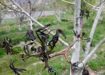 تنها ۱۵ درصد از خسارت دیدگان بیمه هستند