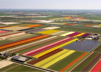 نمایی هوایی از لاله‌زار های باشکوه هلند