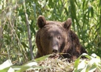 حمله شبانه خرسهای گرسنه به یک روستا در مرودشت 4 حمله شبانه خرسهای گرسنه به یک روستا در مرودشت