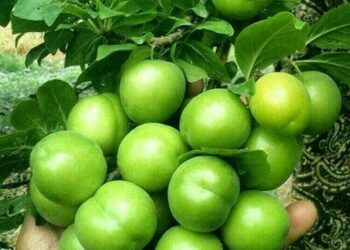 برداشت ۲ هزار تن گوجه سبز از باغهای فارس 1 برداشت ۲ هزار تن گوجه سبز از باغهای فارس