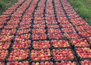 پیش بینی برداشت ۳۹ هزار تن هلو در فارس 5 پیش بینی برداشت ۳۹ هزار تن هلو در فارس