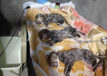 دومین توله یوز آسیایی تلف شد 4 دومین توله یوز آسیایی تلف شد