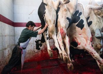 تبعات حذف ارز ترجیحی و کشتار بی سابقه دام 1 شیراز تحلیل