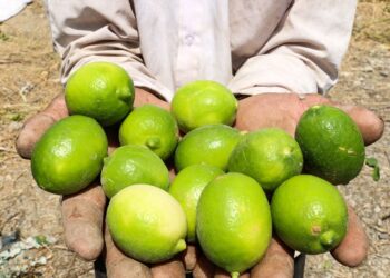 تولید 365 هزار تن لیموترش در فارس 4 تولید 365 هزار تن لیموترش در فارس