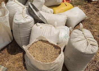 کشف گندم احتکار در رستم 8 کشف گندم احتکار در رستم