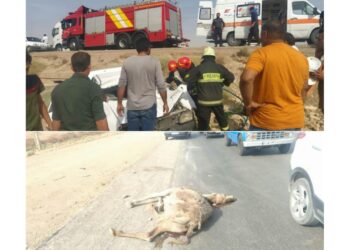 تصادف خودرو با شتر دو نفر را راهی بیمارستان کرد. 8 تصادف خودرو با شتر دو نفر را راهی بیمارستان کرد.