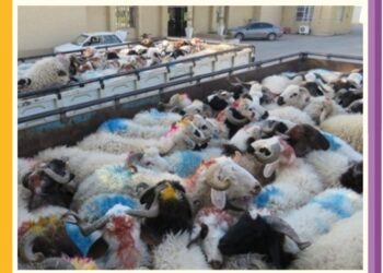 کاميونهای حامل احشام توقيف شدند