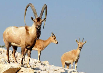 بازدید از مناطق تحت مدیریت محیط زیست فارس تا عادی شدن شرایط ممنوع شد 6 بازدید از مناطق تحت مدیریت محیط زیست فارس تا عادی شدن شرایط ممنوع شد