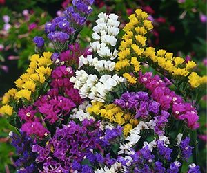 تولید گل زنبوری برای نخستین بار در مرودشت 1 تولید گل زنبوری برای نخستین بار در مرودشت