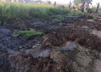 قلع و قمع مزرعه برنج آلوده در شیراز