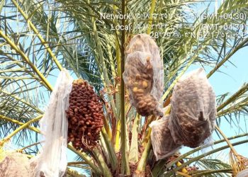 تهدید جدی خطرات نوپدید تغییرات اقلیمی در کشاورزی 1 تهدید جدی خطرات نوپدید تغییرات اقلیمی در کشاورزی