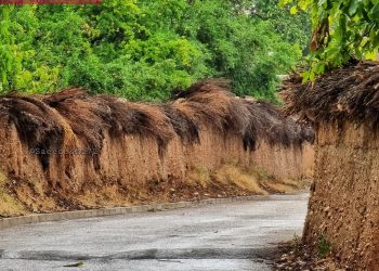 تابستانِ-در-کوچه-باغ-های-شیراز-5