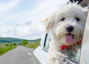 چیزی بین ۶ الی ۸ میلیون حیوان خانگی از نوع سگ و گربه در کشور وجود دارد