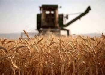 خرید 75 درصد گندم تولیدی فارس 6 خرید 75 درصد گندم تولیدی فارس