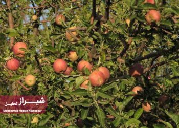 روستای شیربابا و سیب های سرخ و سفید 4 روستای شیربابا و سیب های سرخ و سفید