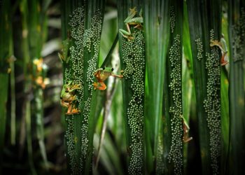 شیراز تحلیل