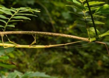 شیراز تحلیل