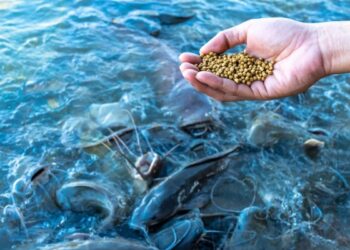 4200 تن صادارت خوراک آبزیان از فارس 4 4200 تن صادارت خوراک آبزیان از فارس