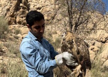 بازگشت به طبیعت شاه بوف