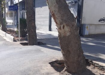 حفظ درختان کهنسال توسط شهرداری شیراز