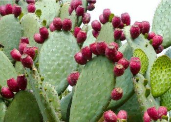 کشت کاکتوس آپونتیا در شیراز