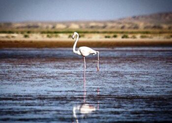 100 میلیون متر مکعب حقابه تالاب بختگان رهاسازی می شود 4 100 میلیون متر مکعب حقابه تالاب بختگان رهاسازی می شود