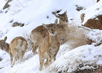 هشدار نزدیک شدن حیوانات وحشی به مناطق مسکونی 4 هشدار نزدیک شدن حیوانات وحشی به مناطق مسکونی