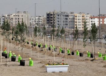 رسیدگی و بهسازی فضای سبز در منطقه 1 شیراز