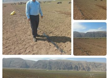 کشت نشایی پیاز در سطحی بیش از 200 هکتار از اراضی این شهرستان آغاز شد 2 کشت نشایی پیاز در سطحی بیش از 200 هکتار از اراضی این شهرستان آغاز شد