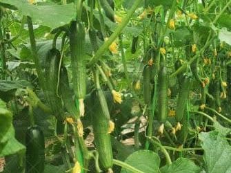 تولید بیش از هزارتن صیفی جات گلخانه ای در ارسنجان