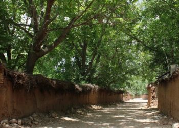 باغات قصردشت به بهانه توسعه زیرساخت ذبح می شوند/احداث پارکینگ طبقاتی با نمای سبز