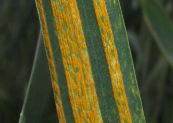 زنگ زرد در کمین گندم‌زارهای فارس