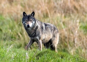 ثبت حضور گرگ در ذخیره گاه زیست کره ارژن پریشان