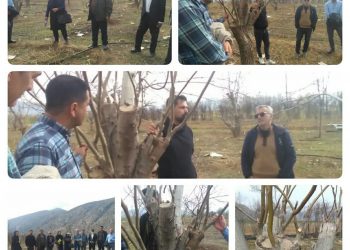 کارگاه آموزشی پیوند سرشاخه کاری گردو در پاسارگاد فارس 3 کارگاه آموزشی پیوند سرشاخه کاری گردو در پاسارگاد فارس