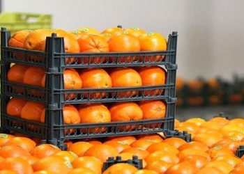 آغاز توزیع میوه نوروز از فردا در فارس