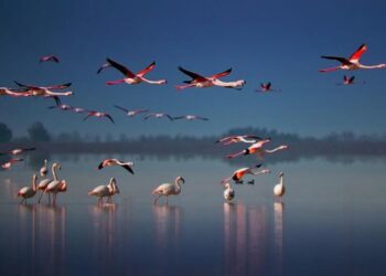 احتمال بازگشت فلامینگو ها به بختگان وجود دارد