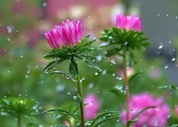 بارش رگبارهای بهاری برای فارس