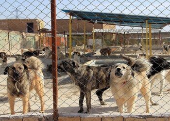 راه اندازی کمپ جدید نگهداری سگ های بلا صاحب در دستور کار شهرداری 5 راه اندازی کمپ جدید نگهداری سگ های بلا صاحب در دستور کار شهرداری