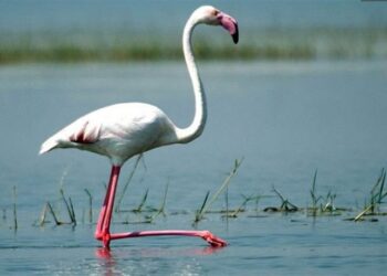 کشف چهار قطعه فلامینگو زنده گیری شده و گربه وحشی تاکسیدرمی در شیراز 2 کشف چهار قطعه فلامینگو زنده گیری شده و گربه وحشی تاکسیدرمی در شیراز