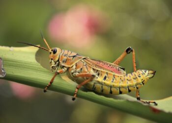 حال پریشان دریاچه پریشان فارس 2 حال پریشان دریاچه پریشان فارس