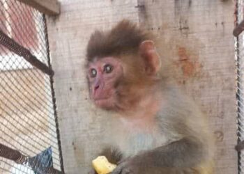 زنده گیری یک قلاده میمون در روستای ده زیارت شهرستان سرچهان 1 زنده گیری یک قلاده میمون در روستای ده زیارت شهرستان سرچهان