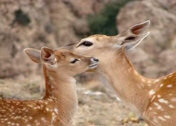 زایش نخستین گوساله گوزن زرد ایرانی در سایت احیا وتکثیر پرورش ارسنجان 1 زایش نخستین گوساله گوزن زرد ایرانی در سایت احیا وتکثیر پرورش ارسنجان