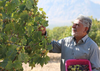 نظام انجیر استهبان واجد شرایط ثبت جهانی است 1 نظام انجیر استهبان واجد شرایط ثبت جهانی است
