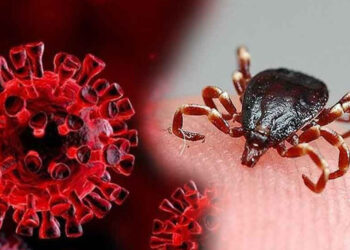 ابتلای 2 نفر به بیماری تب کریمه کنگو در فارس 3 ابتلای 2 نفر به بیماری تب کریمه کنگو در فارس