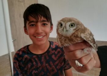 رهاسازی سه جوجه جغد کوچک ایرانی در مناطق محیط زیستی شهرستان استهبان